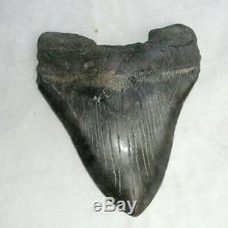 Megalodon Shark Tooth Fossil after Dinosaur Teeth 6.012 152mm Natural