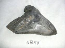 Megalodon Shark Tooth Fossil after Dinosaur Teeth 6.012 152mm Natural