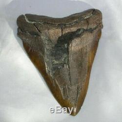 Megalodon Shark Tooth Fossil after Dinosaur Teeth 6.127 155mm Natural #1