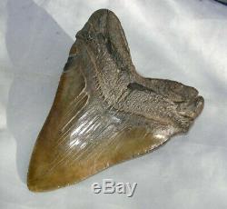 Megalodon Shark Tooth Fossil after Dinosaur Teeth 6.127 155mm Natural #1