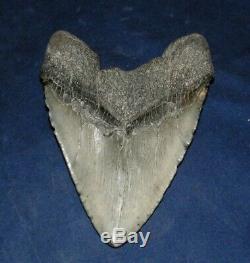 Megalodon Shark Tooth Fossil after Dinosaur Teeth 6 135mm Natural