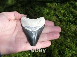 Megalodon Shark Tooth Fossil after Dinosaur Teeth Bone Valley Black / Blue