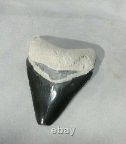 Megalodon Shark Tooth Fossil after Dinosaur Teeth Bone Valley Black / Blue