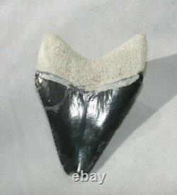 Megalodon Shark Tooth Fossil after Dinosaur Teeth Bone Valley Black / Blue