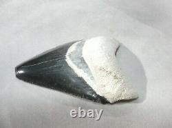 Megalodon Shark Tooth Fossil after Dinosaur Teeth Bone Valley Black / Blue