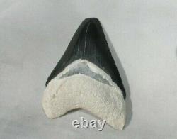 Megalodon Shark Tooth Fossil after Dinosaur Teeth Bone Valley Black / Blue