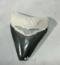 Megalodon Shark Tooth Fossil after Dinosaur Teeth Bone Valley Black / Blue