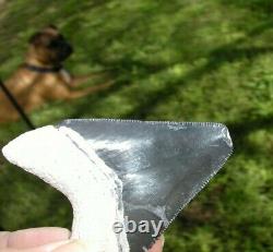 Megalodon Shark Tooth Fossil after Dinosaur Teeth Bone Valley Black / Blue