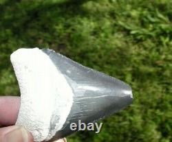 Megalodon Shark Tooth Fossil after Dinosaur Teeth Bone Valley Black / Blue