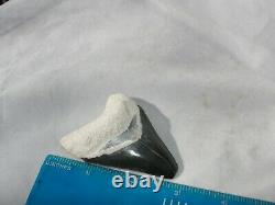 Megalodon Shark Tooth Fossil after Dinosaur Teeth Bone Valley Black / Blue