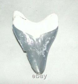 Megalodon Shark Tooth Fossil after Dinosaur Teeth Bone Valley Blue