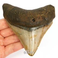 Megalodon Shark Tooth Fossil from NC USA 4 Posterior teeth