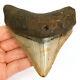 Megalodon Shark Tooth Fossil From Nc Usa 4 Posterior Teeth