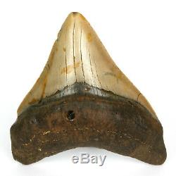 Megalodon Shark Tooth Fossil from NC USA 4 Posterior teeth