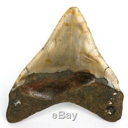 Megalodon Shark Tooth Fossil from NC USA 4 Posterior teeth