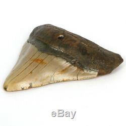 Megalodon Shark Tooth Fossil from NC USA 4 Posterior teeth