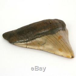 Megalodon Shark Tooth Fossil from NC USA 4 Posterior teeth