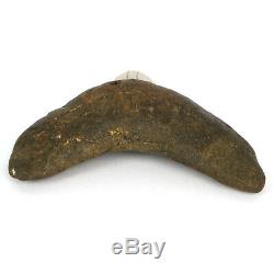 Megalodon Shark Tooth Fossil from NC USA 4 Posterior teeth