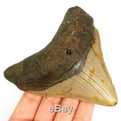 Megalodon Shark Tooth Fossil from NC USA 4 Posterior teeth