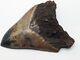 Megalodon Shark Tooth Fossil With Unique Coloring, 4.35 Meg, Authentic Fossil