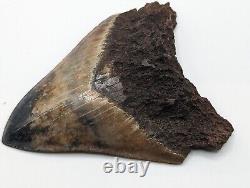 Megalodon Shark Tooth Fossil with Unique Coloring, 4.35 Meg, AUTHENTIC FOSSIL