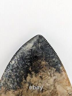 Megalodon Shark Tooth Fossil with Unique Coloring, 4.35 Meg, AUTHENTIC FOSSIL