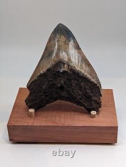 Megalodon Shark Tooth Fossil with Unique Coloring, 4.35 Meg with Display Stand