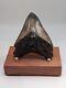 Megalodon Shark Tooth Fossil With Unique Coloring, 4.35 Meg With Display Stand