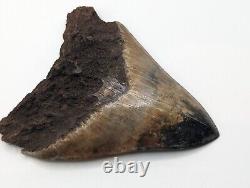 Megalodon Shark Tooth Fossil with Unique Coloring, 4.35 Meg with Display Stand