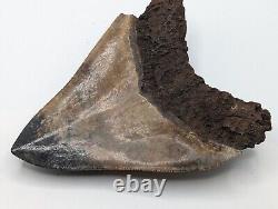 Megalodon Shark Tooth Fossil with Unique Coloring, 4.35 Meg with Display Stand