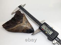 Megalodon Shark Tooth Fossil with Unique Coloring, 4.35 Meg with Display Stand