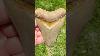 Megalodon Shark Tooth Found On Land With Crazy Colors By Dusty Discoveries Fossil Charters Shark