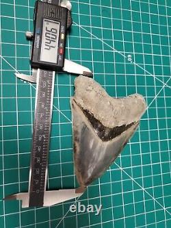 Megalodon Shark Tooth From Indonesia