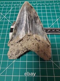 Megalodon Shark Tooth From Indonesia