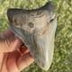 Megalodon Shark Tooth Georgia 4.27 All Natural No Repairs