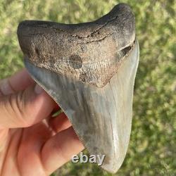 Megalodon Shark Tooth Georgia 4.27 All Natural No Repairs