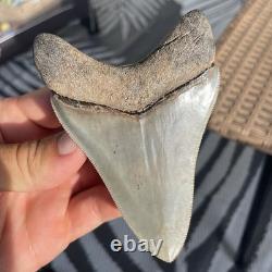 Megalodon Shark Tooth Georgia 4.27 All Natural No Repairs