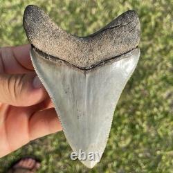 Megalodon Shark Tooth Georgia 4.27 All Natural No Repairs