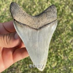 Megalodon Shark Tooth Georgia 4.27 All Natural No Repairs