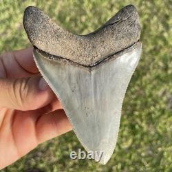 Megalodon Shark Tooth Georgia 4.27 All Natural No Repairs