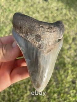 Megalodon Shark Tooth Georgia 4.27 All Natural No Repairs