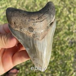 Megalodon Shark Tooth Georgia 4.27 All Natural No Repairs