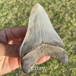 Megalodon Shark Tooth Georgia 4.27 All Natural No Repairs
