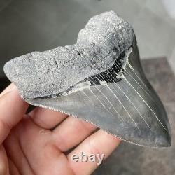 Megalodon Shark Tooth Georgia 4.79 Authentic Fossil No Restorations