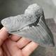 Megalodon Shark Tooth Georgia 4.79 Authentic Fossil No Restorations