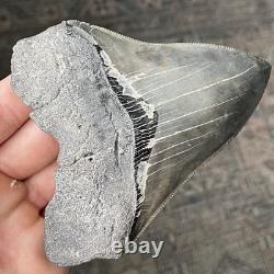 Megalodon Shark Tooth Georgia 4.79 Authentic Fossil No Restorations