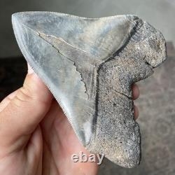 Megalodon Shark Tooth Georgia 4.79 Authentic Fossil No Restorations