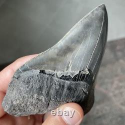 Megalodon Shark Tooth Georgia 4.79 Authentic Fossil No Restorations