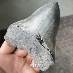 Megalodon Shark Tooth Georgia 4.79 Authentic Fossil No Restorations