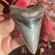 Megalodon Shark Tooth Georgia Usa 3.46 All Natural Fossil Shark Tooth